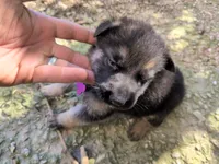 Purple, a female German Shepherd Dog for sale in North Manchester, IN – 2 of 4