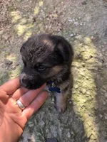 Orange, a male German Shepherd Dog for sale in North Manchester, IN – 4 of 4