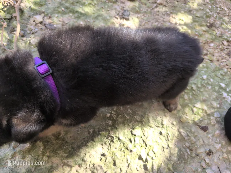 Purple – German Shepherd Dog puppy for sale in North Manchester, IN