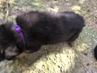Purple, a female German Shepherd Dog for sale in North Manchester, IN – 1 of 4