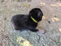 Yellow, a female German Shepherd Dog for sale in North Manchester, IN – 2 of 4