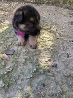 Purple, a female German Shepherd Dog for sale in North Manchester, IN – 4 of 4