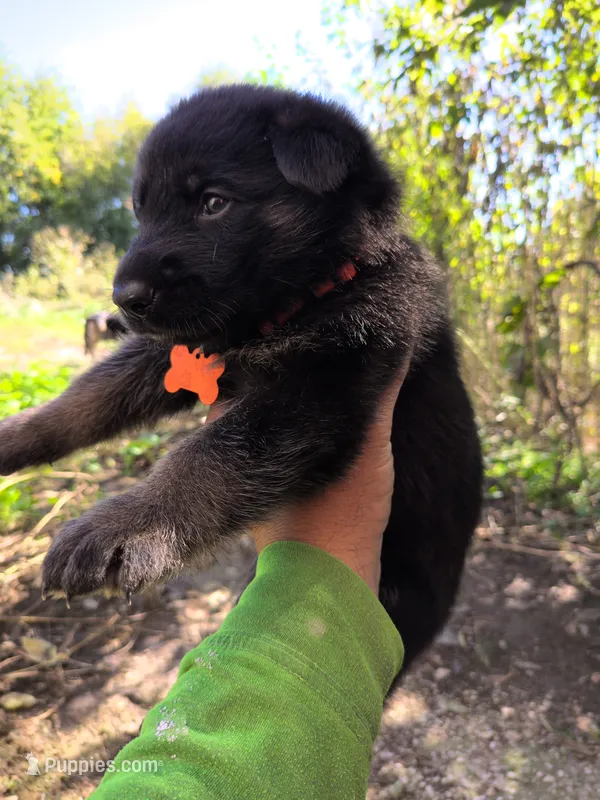Orange – German Shepherd Dog puppy for sale in North Manchester, IN