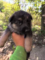 Orange, a male German Shepherd Dog for sale in North Manchester, IN – 2 of 4