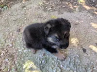 Yellow, a female German Shepherd Dog for sale in North Manchester, IN – 1 of 4