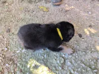 Yellow, a female German Shepherd Dog for sale in North Manchester, IN – 3 of 4