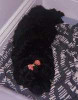 Bailey , a female Maltipoo for sale in Atlanta, GA – Photo 2 of 2