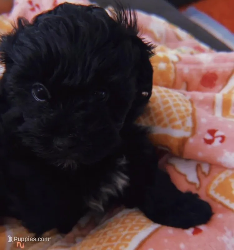 Bailey  – Maltipoo puppy for sale in Atlanta, GA