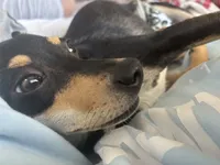 Chica, a female Chiweenie for sale in Sun City, CA – 3 of 7