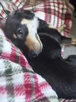 Chica, a female Chiweenie for sale in Sun City, CA – 2 of 7
