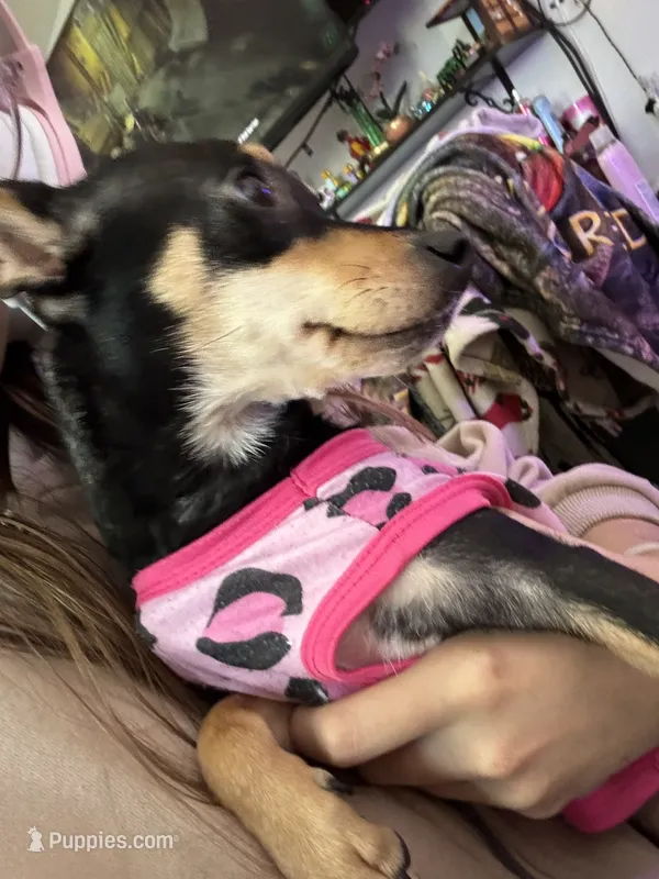 Chica – Chiweenie puppy for sale in Sun City, CA