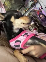 Chica, a female Chiweenie for sale in Sun City, CA – 1 of 7