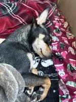 Chica, a female Chiweenie for sale in Sun City, CA – 5 of 7