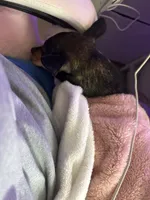 Chica, a female Chiweenie for sale in Sun City, CA – 4 of 7