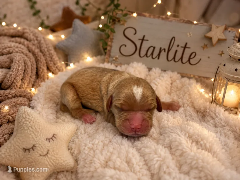Starlite , a female Miniature Golden Retriever for sale in Springfield, MO – 1 of 1