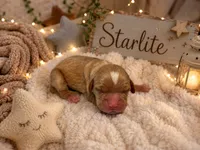 Starlite , a female Miniature Golden Retriever for sale in Springfield, MO – 1 of 1