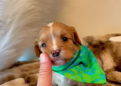 Toy - Hazel, a female Miniature Golden Retriever for sale in Springfield, MO – 3 of 3