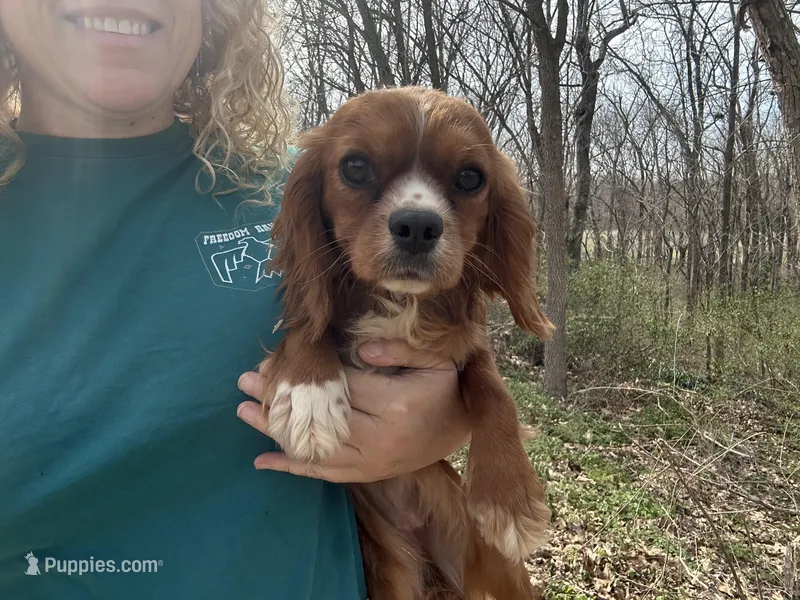 Ruby – Cavalier King Charles Spaniel puppy for sale in Springfield, MO