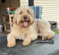 Sweet Charlie (neutered), a male Goldendoodle and Miniature Goldendoodle for sale in Springfield, MO – 2 of 3