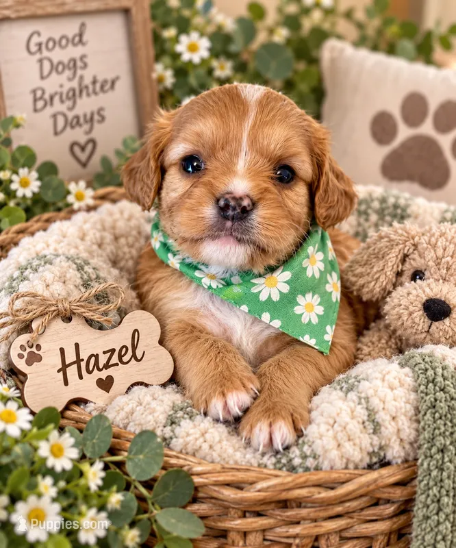Toy - Hazel – Miniature Golden Retriever puppy for sale in Springfield, MO
