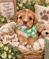 Toy - Hazel, a female Miniature Golden Retriever for sale in Springfield, MO – 1 of 3