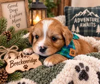 Toy - Breckenridge, a male Miniature Golden Retriever for sale in Springfield, MO – 1 of 1