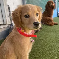 Puppy Waitlist , a  Golden Cocker Retriever and Miniature Golden Retriever for sale in Springfield, MO – Photo 4 of 8