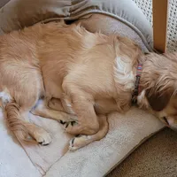Puppy Waitlist , a  Golden Cocker Retriever and Miniature Golden Retriever for sale in Springfield, MO – Photo 3 of 8