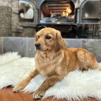 Puppy Waitlist , a  Golden Cocker Retriever and Miniature Golden Retriever for sale in Springfield, MO – Photo 6 of 8