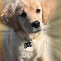 Puppy Waitlist , a  Golden Cocker Retriever and Miniature Golden Retriever for sale in Springfield, MO – Photo 2 of 8