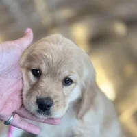 Puppy Waitlist , a  Golden Cocker Retriever and Miniature Golden Retriever for sale in Springfield, MO – Photo 5 of 8