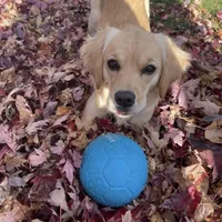 Puppy Waitlist , a  Golden Cocker Retriever and Miniature Golden Retriever for sale in Springfield, MO – Photo 8 of 8