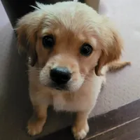 Puppy Waitlist , a  Golden Cocker Retriever and Miniature Golden Retriever for sale in Springfield, MO – Photo 1 of 8