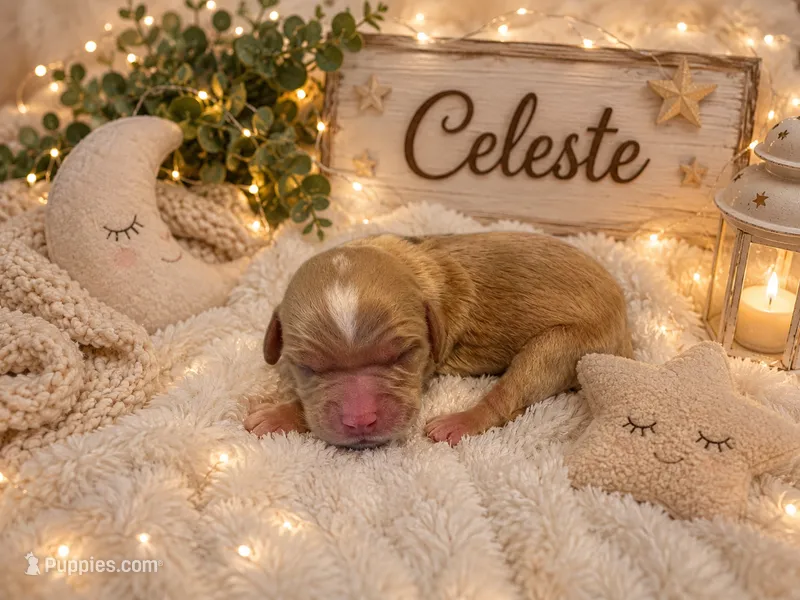 Celeste – Miniature Golden Retriever puppy for sale in Springfield, MO