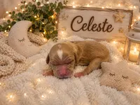 Celeste, a male Miniature Golden Retriever for sale in Springfield, MO – 1 of 1