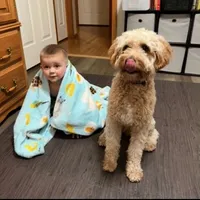 Sweet Charlie (neutered), a male Goldendoodle and Miniature Goldendoodle for sale in Springfield, MO – 1 of 3