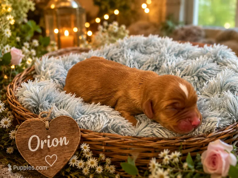 Orion, a male Miniature Golden Retriever for sale in Springfield, MO – 1 of 1