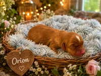 Orion, a male Miniature Golden Retriever for sale in Springfield, MO – 1 of 1