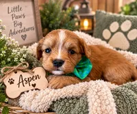 Toy - Aspen, a female Miniature Golden Retriever for sale in Springfield, MO – 1 of 1