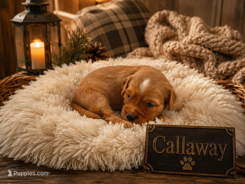 Callaway – Miniature Golden Retriever puppy for sale in Springfield, MO