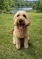 Sweet Charlie (neutered), a male Goldendoodle and Miniature Goldendoodle for sale in Springfield, MO – 3 of 3