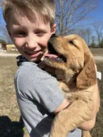 Therapy Prospect - Sierra, a female Golden Cocker Retriever and Miniature Golden Retriever for sale in Springfield, MO – Photo 4 of 4