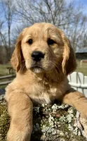 Therapy Prospect - Sierra, a female Golden Cocker Retriever and Miniature Golden Retriever for sale in Springfield, MO – Photo 1 of 4