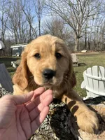 Therapy Prospect - Sierra, a female Golden Cocker Retriever and Miniature Golden Retriever for sale in Springfield, MO – Photo 2 of 4