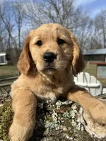 Therapy Prospect - Sierra, a female Golden Cocker Retriever and Miniature Golden Retriever for sale in Springfield, MO – Photo 3 of 4