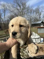 Ariel, a female Golden Cocker Retriever and Miniature Golden Retriever for sale in Springfield, MO – Photo 2 of 3
