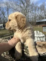 Ariel, a female Golden Cocker Retriever and Miniature Golden Retriever for sale in Springfield, MO – Photo 3 of 3