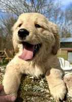 Ariel, a female Golden Cocker Retriever and Miniature Golden Retriever for sale in Springfield, MO – Photo 1 of 3