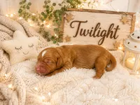 Twinkle, a female Miniature Golden Retriever for sale in Springfield, MO – 1 of 1