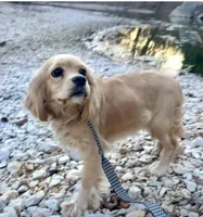 Sophie, a female Cocker Spaniel for sale in Springfield, MO – Photo 2 of 8